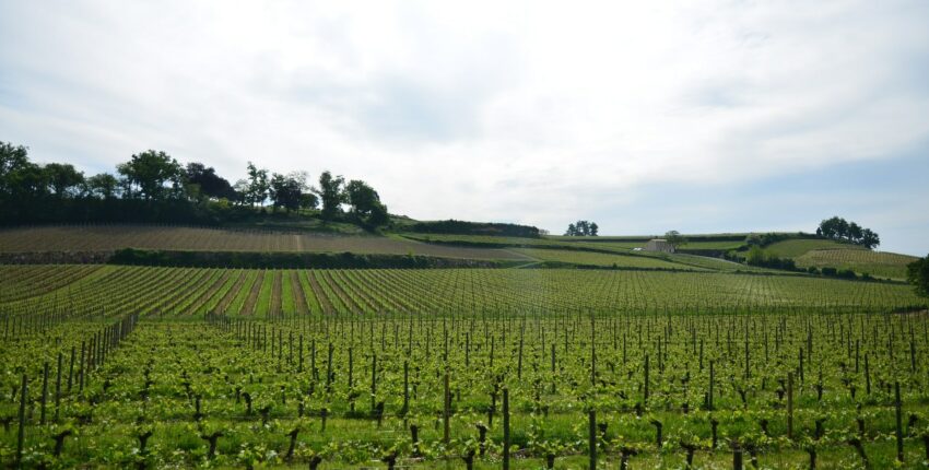 **Vignes verdoyantes sous ciel nuageux, vignoble.**