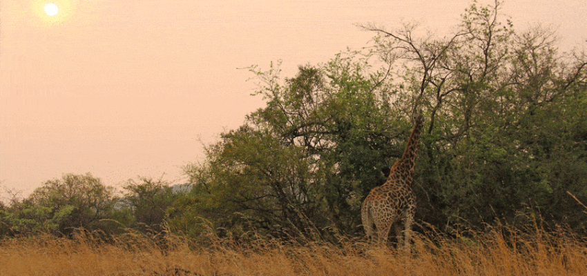 Johannesburg : noleggio di jet privati 