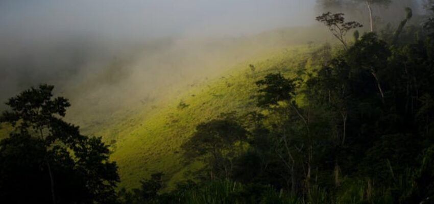 Lima nature sereine dans une forêt brumeuse.