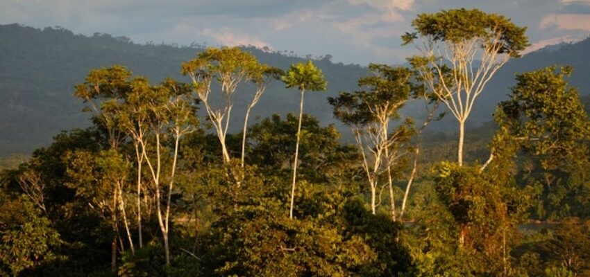 Panorama de la forêt tropicale - Grands arbres, montagnes, nuages en arrière-plan.