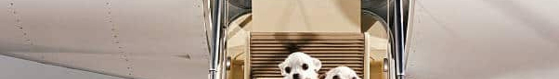 Come posso viaggiare su un jet privato con il mio animale domestico?