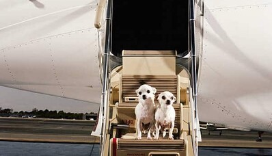 Come posso viaggiare su un jet privato con il mio animale domestico?