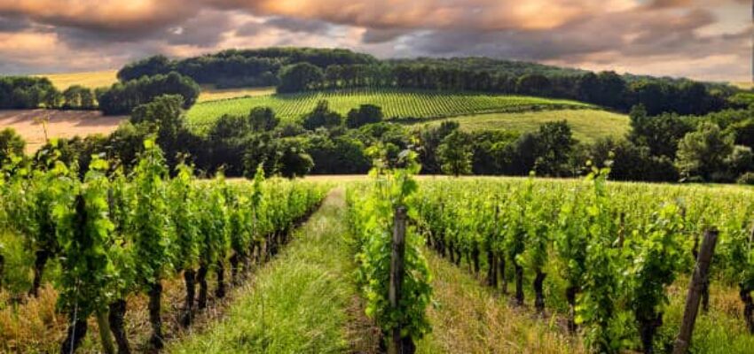 Vignes à Bordeaux, France