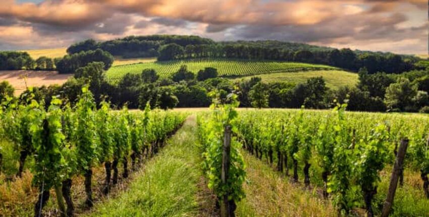 Vignes à Bordeaux, France