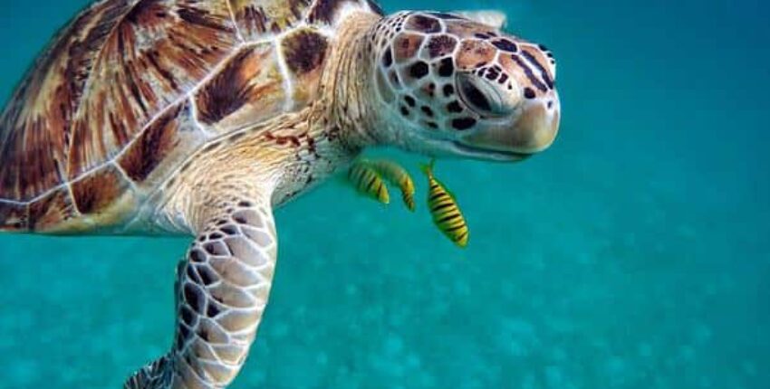 tortue maldives