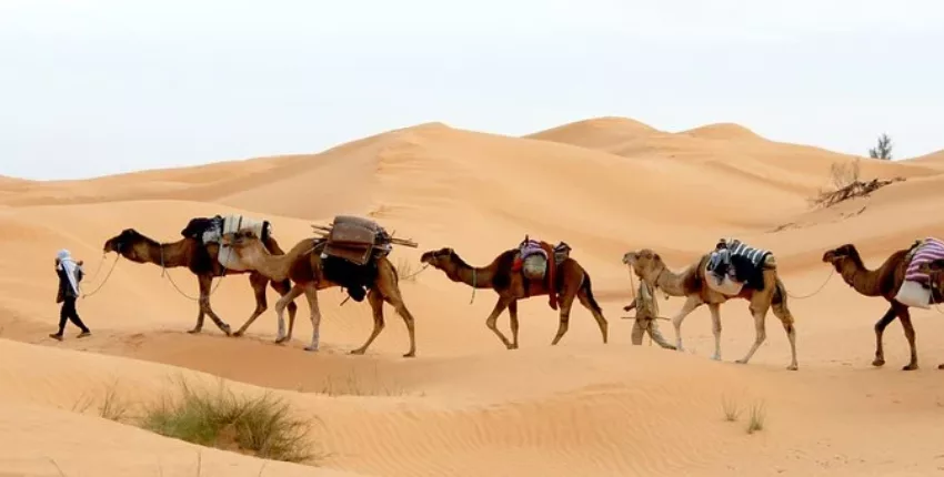 tunisie désert chameaux