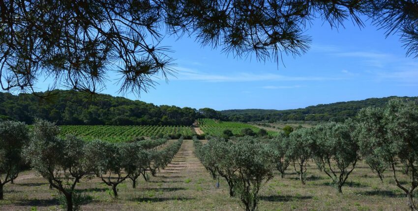 porquerolles oliviers