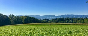 Dubendorf: noleggio di jet privati 