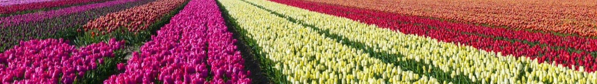 Hoogeveen: posizione di jet privato