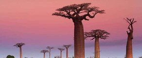 Madagascar: Noleggio di jet privati