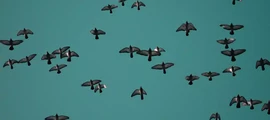 Bryansk : noleggio jet privati