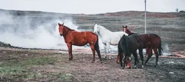 Pobedilovo : noleggio jet privati