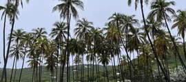 Bequia Isl J.F. Mitchell : noleggio jet privato
