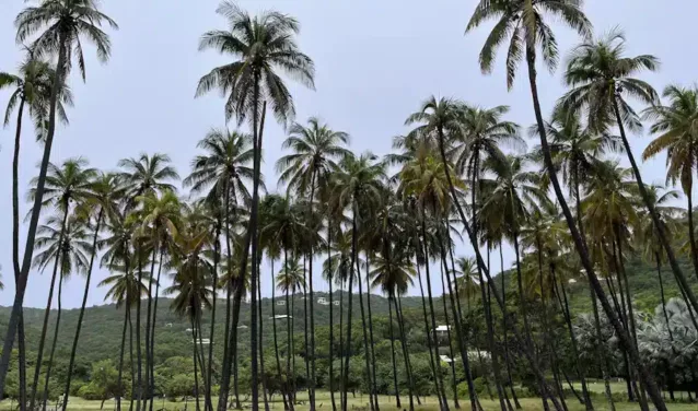 Union Island : location de jet privé