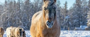 Yakutsk : noleggio di jet privati