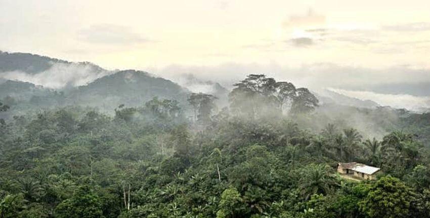 congo forêt