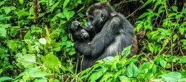 Repubblica Democratica del Congo : noleggio di jet privati in RDC