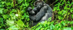 Muanda: noleggio di jet privati
