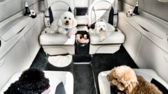 location de jet privé : Chiens profitant de leur vol luxe.