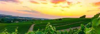 Vignoble à Epernay au couché de soleil