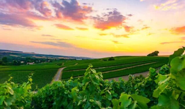 Vignoble à Epernay au couché de soleil