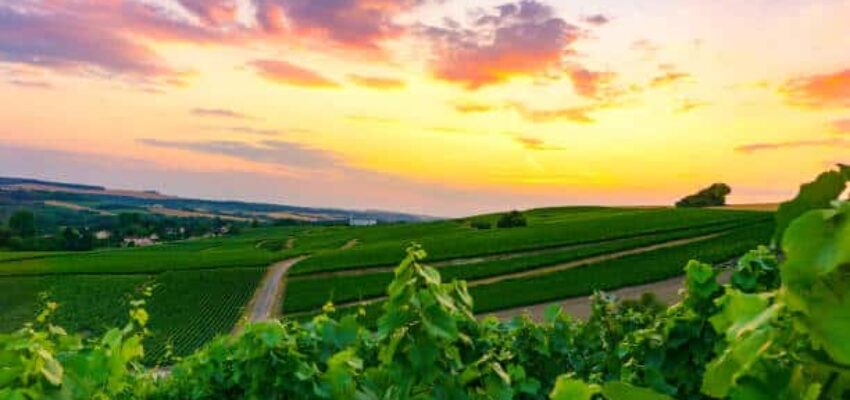 Vignoble à Epernay au couché de soleil