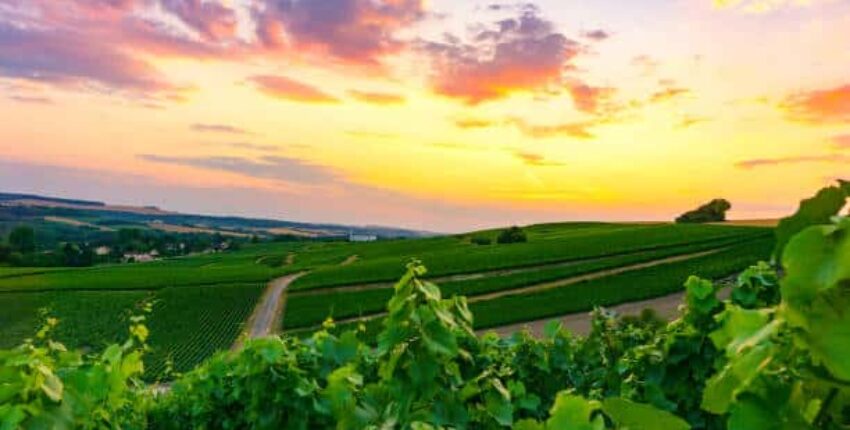 Vignoble à Epernay au couché de soleil