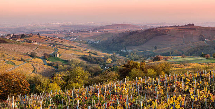 Vignobles en région Beaujolais au couché du soleil