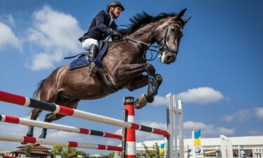 Le transport de chevaux en avion cargo