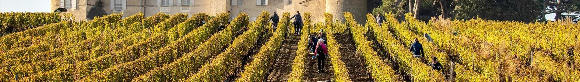Vigneti di Bordeaux: esperienza in elicottero